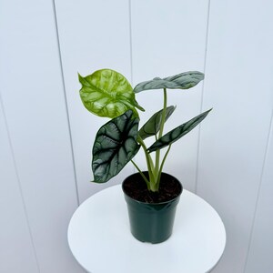 May include: A small potted plant with silver and green leaves. The plant is in a dark green plastic pot.