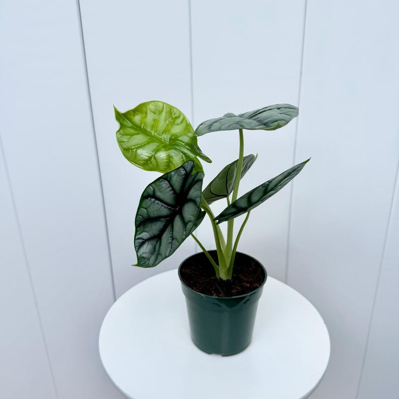 May include: A small potted plant with silver and green leaves. The plant is in a dark green plastic pot.