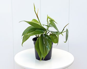 LIVE 4” pot Heartleaf Philodendron, Green Hederaceum, Plant dad gift, Vine houseplant, Grandmother gift, Best friend gift, Girlfriend gift