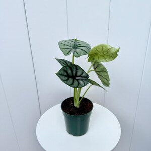 May include: A small potted plant with silver and green leaves. The plant is in a dark green plastic pot and is sitting on a white table.