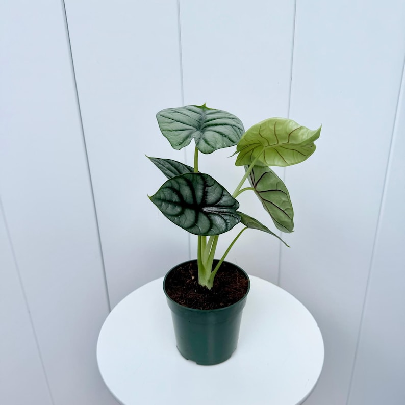 May include: A small potted plant with silver and green leaves. The plant is in a dark green plastic pot and is sitting on a white table.
