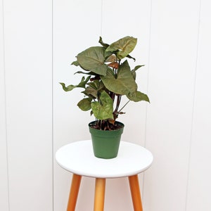 LIVE 4” pot Syngonium Maria Allusion, Arrowhead Plant, Plant gift for home, Live wall decor, Office gift indoor plant, Grandma gift