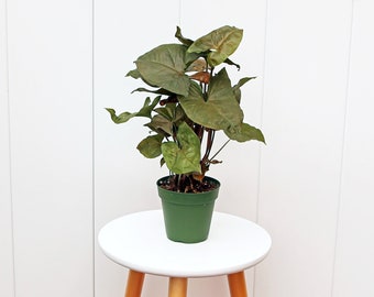 LIVE 4” pot Syngonium Maria Allusion, Arrowhead Plant, Plant gift for home, Live wall decor, Office gift indoor plant, Grandma gift