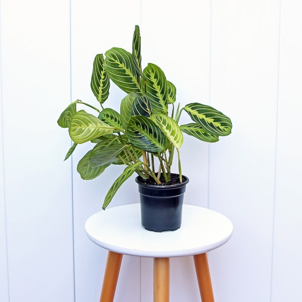 LIVE 4” pot Lemon Prayer Plant, Lemon Maranta, Office gift plant, Potted trailing house plant, Mother's day gift, Plant decoration