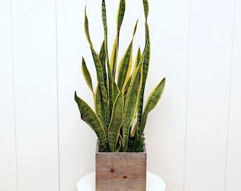 LIVE 6” wooden pot Sansevieria, Snake Plant, Plant lover gift, Mothers day gift, Indoor plants in pot, Large plant, Birthday gift for him