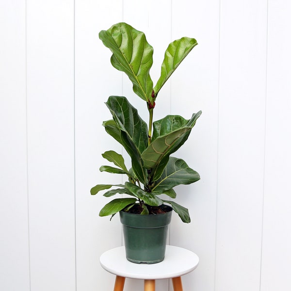 LIVE 6” pot Ficus Lyrata, Fiddle-leaf Fig, Evergreen houseplant, Palm tree plant, Birthday gift, Plant lover gift, Large houseplant