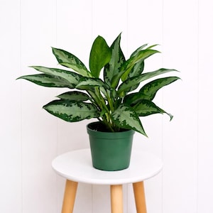 May include: A potted Chinese evergreen plant with dark green leaves and silver markings. The plant is in a green plastic pot and sits on a small white table with wooden legs. The background is a white vertical-paneled wall.
