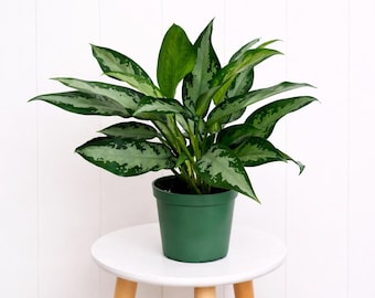 LIVE 6" pot Aglaonema Silver Bay Live Plant, Large Silver Green Foliage, Chinese Evergreen Houseplant, Modern Plant Gift