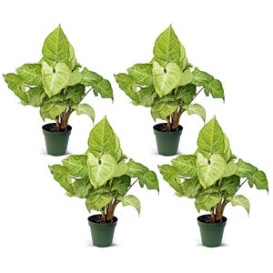 May include: Four green potted plants with large, light green leaves. The plants are in dark green pots and are arranged in a square formation.
