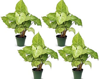 4 PACK LIVE 4” pot Syngonium White Butterfly, Arrowhead Plant, Plant dad gift, Thanksgiving gift,  Christmas gift, Office plant gift