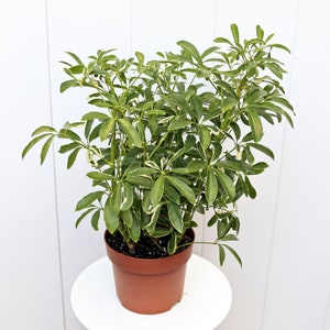 May include: A potted variegated schefflera plant with green and white leaves in a brown pot. The plant is sitting on a white table.