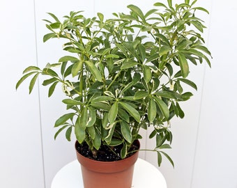 LIVE 6” pot Variegated Arboricola Hawaiian, Schefflera ARB plant, Plant gift for home, Halloween gift, Christmas gift, Mother's day gift