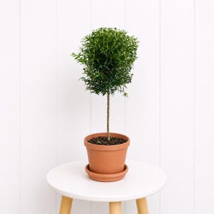 May include: A small, green topiary tree in a terracotta pot with a matching saucer. The tree has a rounded shape and a slender, brown trunk. The pot sits on a white, round table against a white, vertical-slat background.