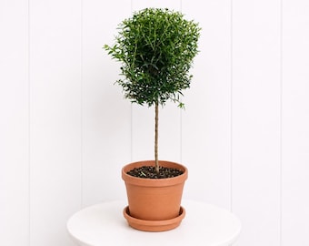 LIVE 6” pot Myrtle Topiary, Myrtus Bonsai Tree, Rare Evergreen Topiary Tree, Fragrant Glossy Foliage, Elegant Plant Gift
