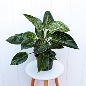 LIVE 6” pot Philodendron Birkin, Philodendron White Wave, White Measure, Rare houseplant, Air purifying plant, Large plant, Christmas gift