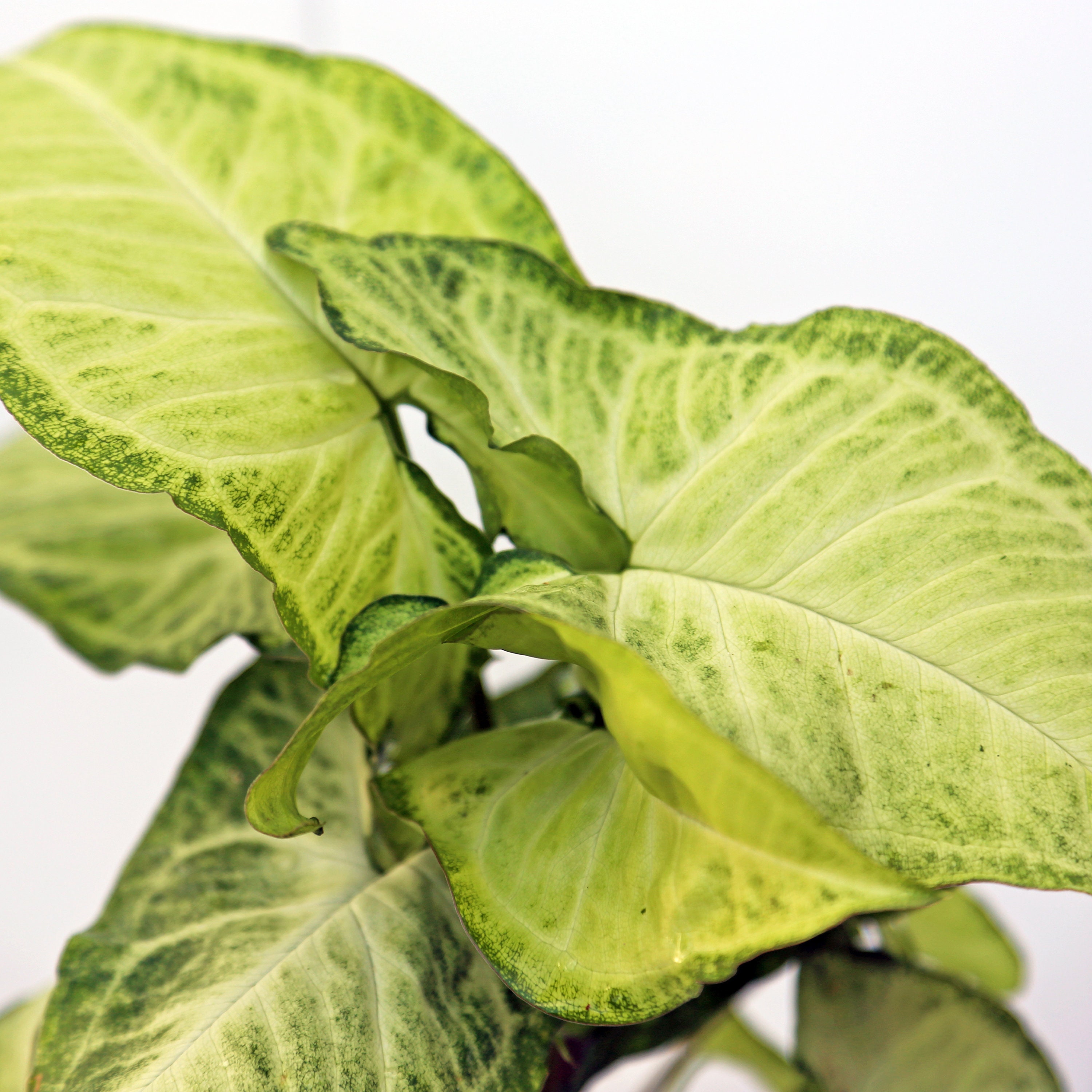 Nephthytis White Butterfly Plant