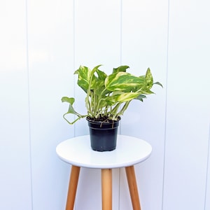 May include: A potted plant with green and yellow variegated leaves. The plant is in a black plastic pot and is sitting on a white stool with wooden legs.