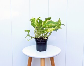 LIVE 4” pot Golden Pothos Plant, Devil’s Ivy plant, Plant dad gift, Gardening gift, Sympathy gift, Plant lover gift, Variegated houseplant