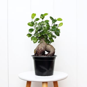 LIVE 6” pot Ficus plant Bonsai plant, Plant mom gift, Fully rooted indoor plant, Christmas gift, Grandma gift, Gardening gift for her