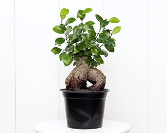 LIVE 6” pot Ficus plant Bonsai plant, Plant mom gift, Fully rooted indoor plant, Christmas gift, Grandma gift, Gardening gift for her