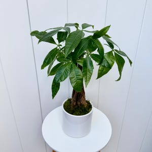 May include: A green money tree plant in a white ceramic pot. The plant is on a white round table.