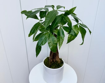 May include: A green money tree plant in a white ceramic pot. The plant is on a white round table.