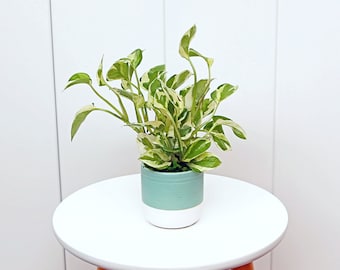 LIVE ceramic pot Pearls and Jade Pothos, Pearls 'n Jade, Birthday gift plant, Indoor evergreen plant, Fully rooted houseplant, Trailing gift