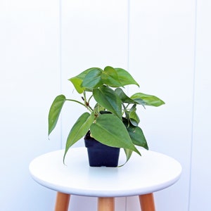 LIVE 3” pot Heartleaf Philodendron Plant, Hederaceum house plant, Plant lover gift, Office indoor plant, Grandma gift, Mother's day gift