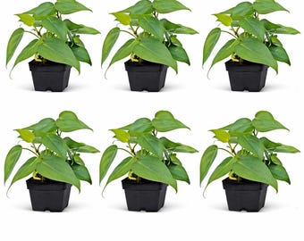 6 PACK LIVE 3” pot Heartleaf Philodendron Live Plant, Trailing Vine Houseplant, Heart Shaped Indoor Plant, Shelf Decor Gift
