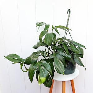 May include: A large, dark green Monstera plant with large, glossy leaves growing in a hanging planter. The plant is hanging from a white wall.
