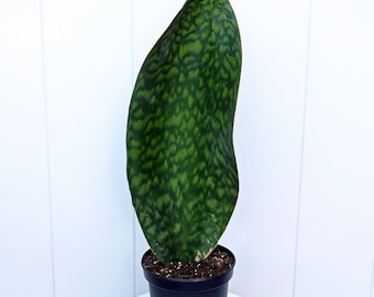 LIVE 6” pot Sansevieria Masoniana, Snake Plant, Whale Fin, Mason's Congo, Rare houseplant, Housewarming gift for couple, Valentine's gift