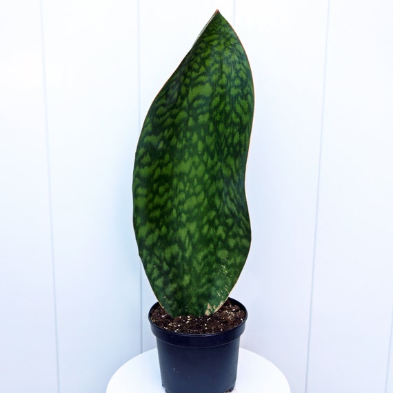 LIVE 6” pot Sansevieria Masoniana, Snake Plant, Whale Fin, Mason's Congo, Rare houseplant, Housewarming gift for couple, Valentine's gift