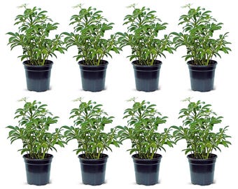 8 PACK LIVE 4” pot Arboricola Hawaiian plant, Schefflera plant, Housewarming gift, Christmas gift, Birthday gift, Best-selling plants