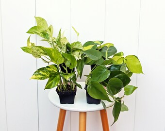 LIVE 3” pots Combo Golden Pothos, Marble Queen Pothos, Brazilian Philodendron & Heartleaf Philodendron, Office gift plants, Christmas gift