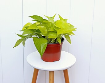 LIVE 6” pot Neon Pothos, Plant dad gift, Indoor plant in pot, Plant gift for home, Plant wall decor, Mom birthday gift, Trailing houseplant