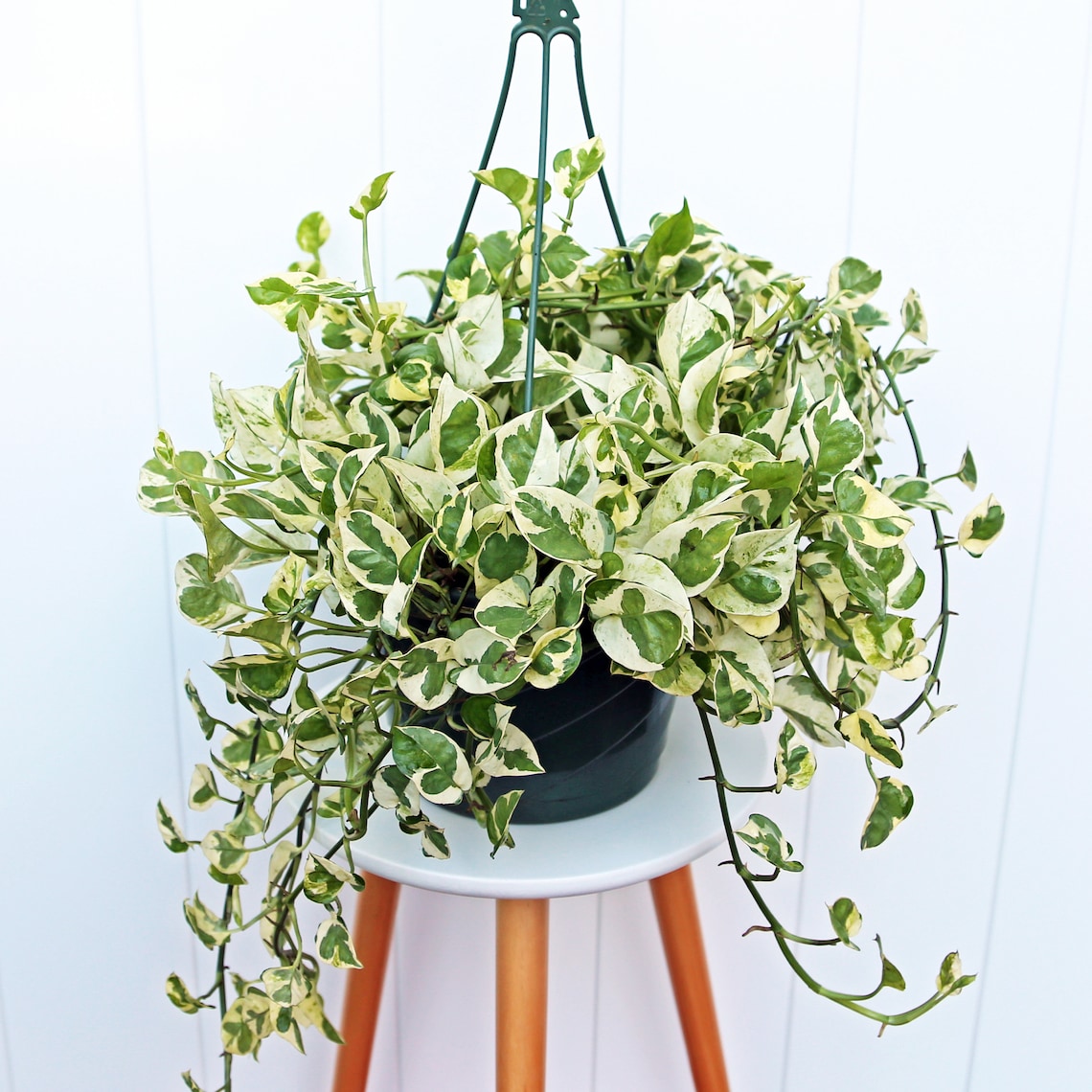 Mesmerizing Tapestry Of Jade And Pearls: An Enchanting Pothos