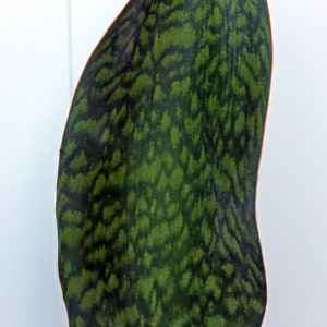 May include: A close-up of a single, large, green leaf with a dark green, mottled pattern. The leaf is shaped like a long, narrow oval and has a slightly pointed tip.