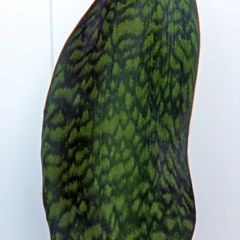 May include: A close-up of a single, large, green leaf with a dark green, mottled pattern. The leaf is shaped like a long, narrow oval and has a slightly pointed tip.