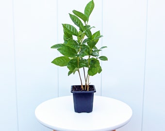 LIVE 3” pot Coffee plant, Arabica plant, Sympathy gift plant, Air purifying indoor plant, Small houseplant, Housewarming gift, Office gift