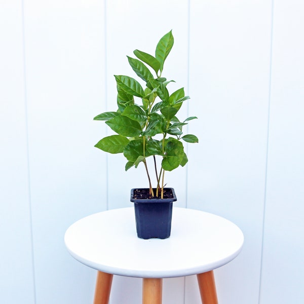 LIVE 3” pot Coffee plant, Arabica plant, Sympathy gift plant, Air purifying indoor plant, Small houseplant, Housewarming gift, Office gift