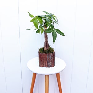 LIVE wooden glass pot Money Tree, Pachira Aquatica, Good Luck Tree, Housewarming gift for first home, Evergreen houseplant, Office gift