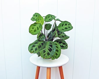 LIVE 4” pot Green Maranta, Prayer plant, Christmas gift, Couples gift, Indoor plants in pot, Rooted friends, Indoor plant low light