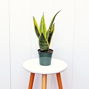 LIVE 4” pot Sansevieria Golden Flame, Snake plant in pot, Birthday gift, Christmas gift for co-worker, Get well gift, Indoor plant low light