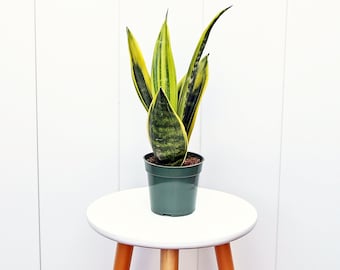 May include: A potted snake plant with green and yellow striped leaves in a dark green plastic pot. The plant is sitting on a white wooden stool.
