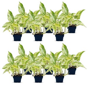 May include: Twelve potted plants with variegated green and white leaves. The plants are in small black pots.