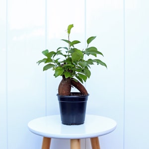 LIVE 4” pot Ficus plant, Bonsai plant, Plant mom gift, Indoor potted plant, Birthday gift, Housewarming gift, Thank you gift, Get well gift