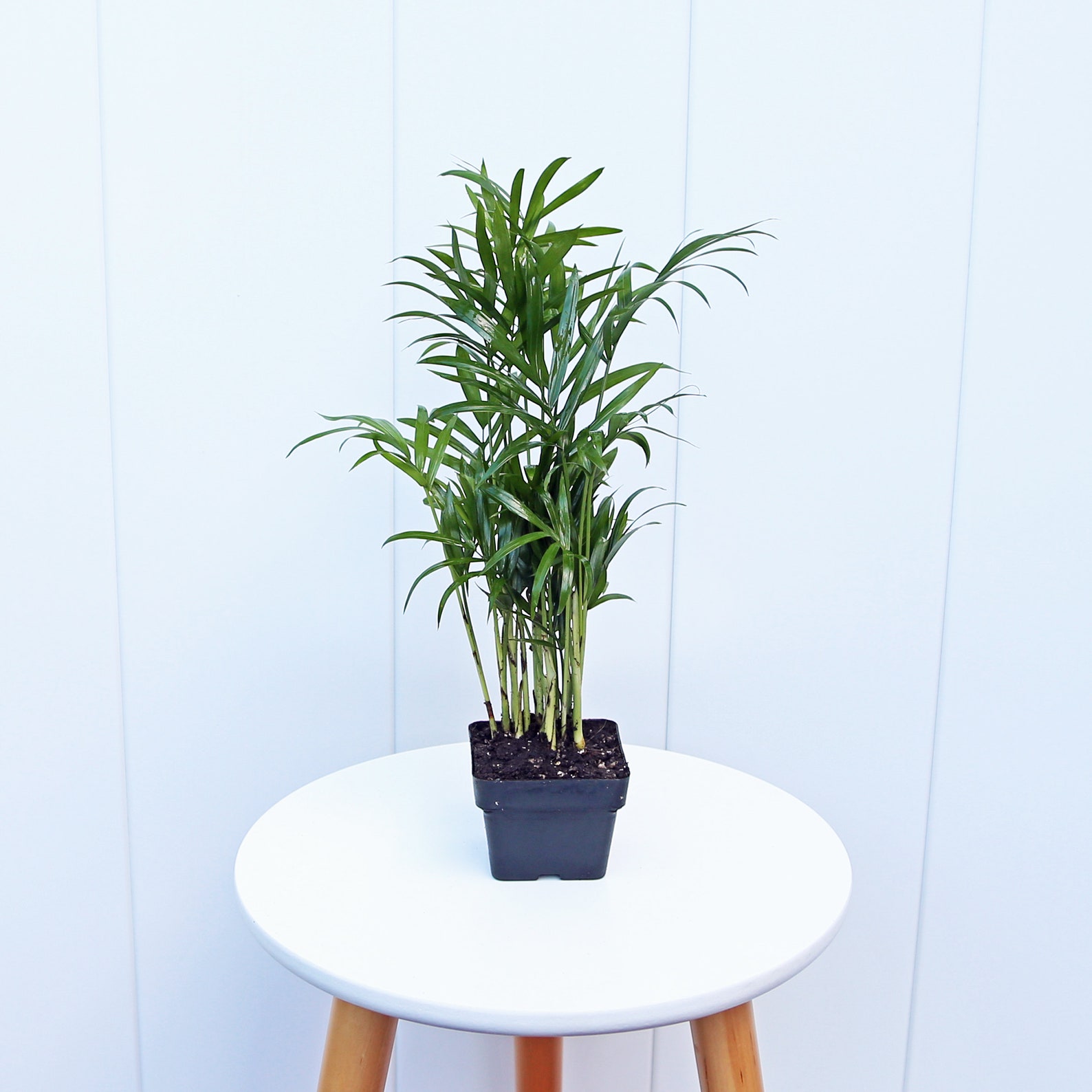 12 PACK LIVE 3” Pot Parlor Palm, Chamaedorea Elegans, Palm Tree Plant ...