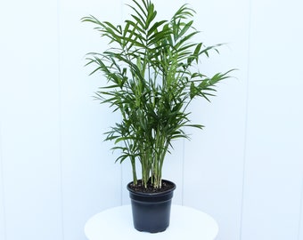 LIVE 4” pot Parlor Palm plant Chamaedorea Elegans, Office gift plant, Evergreen palm houseplant, Air purifying plant, Couples gift