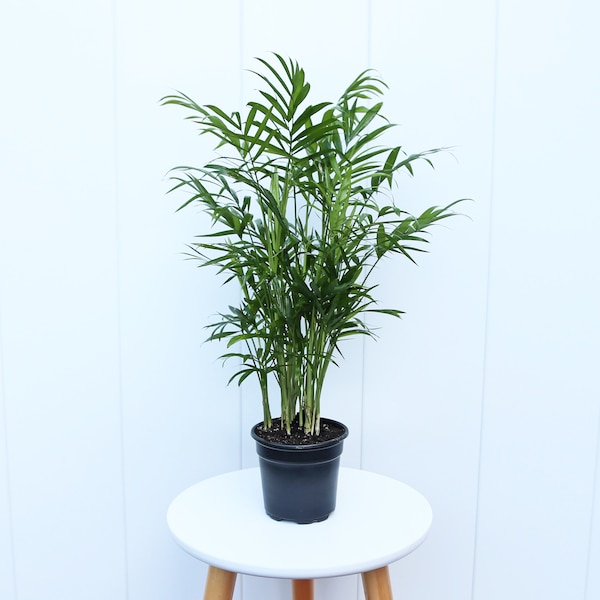 LIVE 4” pot Parlor Palm plant Chamaedorea Elegans, Office gift plant, Evergreen palm houseplant, Air purifying plant, Couples gift