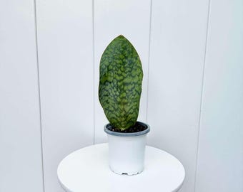 succulent wall planters Succulent Living Picture Kit main image 0